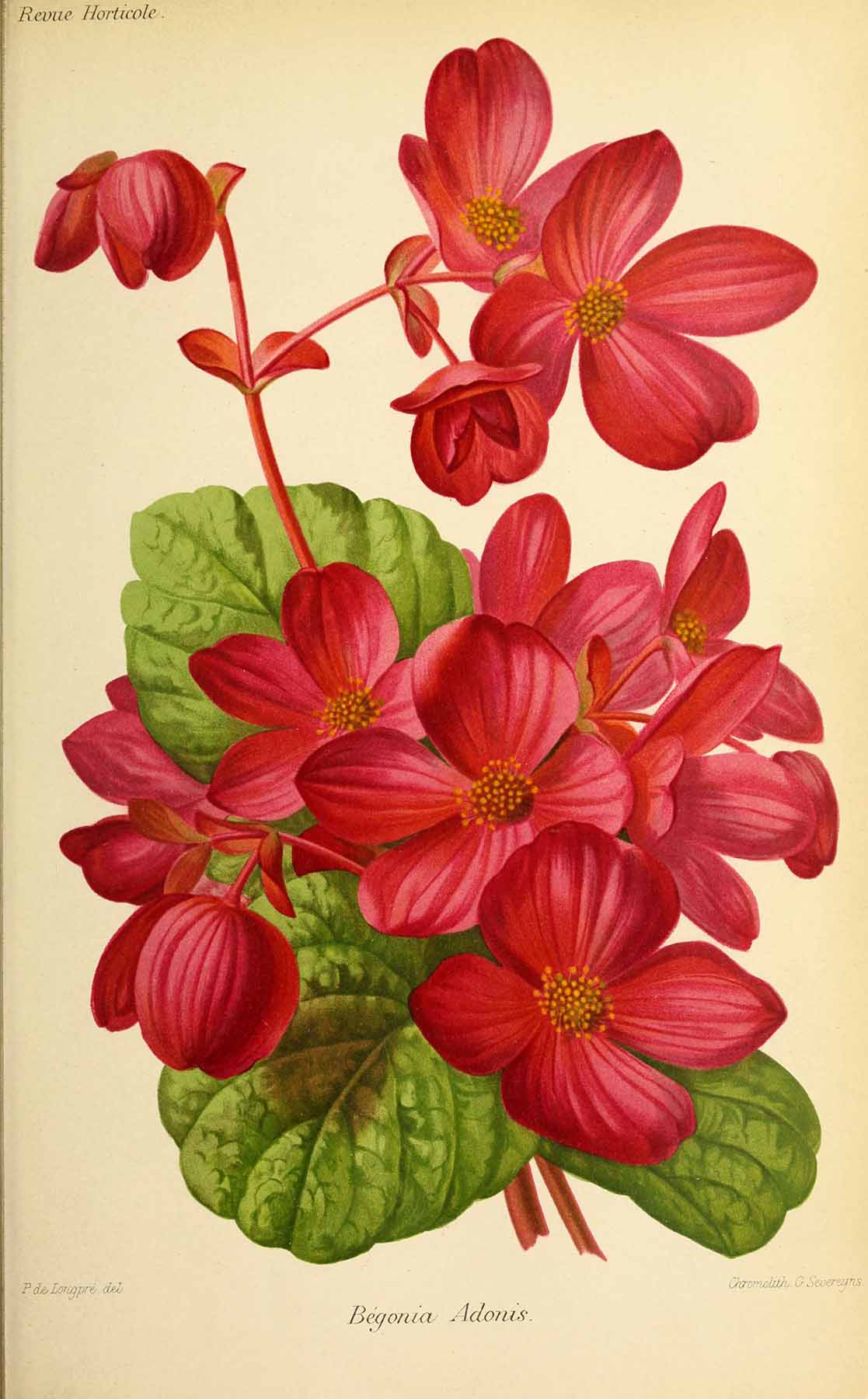 B. ‘Adonis’